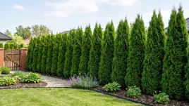 thuja-tuja-szmaragd-30-60cm-super-gesty-zywoplot