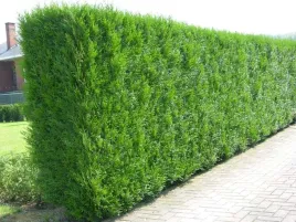 thuja-tuja-brabant-30-60cm-super-gesty-zywoplot
