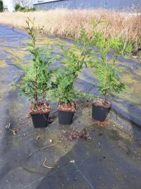 thuja-tuja-brabant-30-60cm-super-gesty-zywoplot