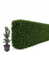 cis-hillii-najlepszy-na-zywoplot-bez-owocow-gesty-sadzonka-p9-30-50cm