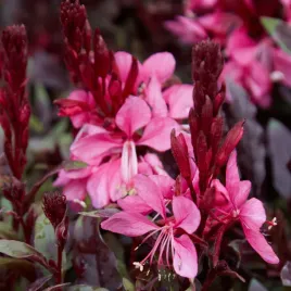 gaura-flamingo-pink-sadzonka-piekna-wytrzymala-dlugo-kwitnaca-bylina