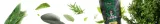 guarani-fresco-50-g