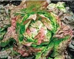 nasiona-kolekcjonerskie-n119-salata-glowiasta-maslowa-mira