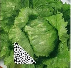 nasiona-kolekcjonerskie-n122-salata-krucha-kinga
