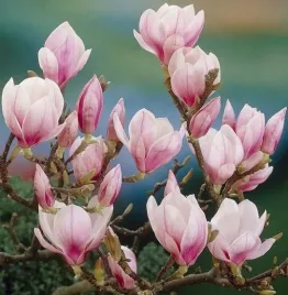 nasiona-kolekcjonerskie-262-magnolia-magnolia