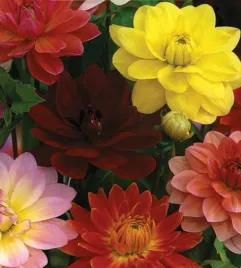 nasiona-kolekcjonerskie-281-dalia-zmienna-karlowe-pelne-i-polpelne-unwins