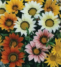 nasiona-kolekcjonerskie-289-gazania-mieszanka