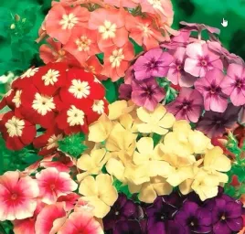 nasiona-kolekcjonerskie-286-floks-plomyk-letni-wielokwiat