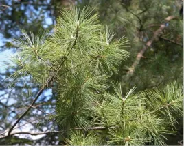 916-pinus-edulis-sosna-amerykanska
