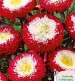 911-aster-pomponowy-czerwony