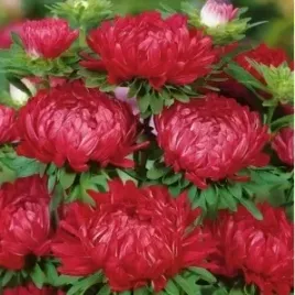 910-aster-duchesse-czerwony