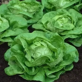 898-salata-safir-szklarniowa