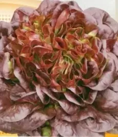 899-salata-sahim-maslowa