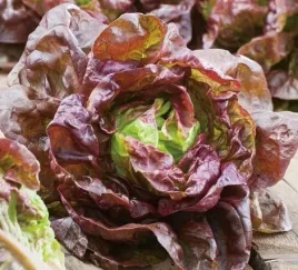 896-salata-rosela