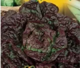 897-salata-rosemarry
