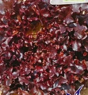 895-salata-red-salad-bowl