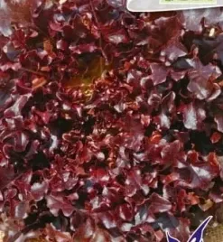895-salata-red-salad-bowl