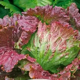 894-salata-quattro-stagioni