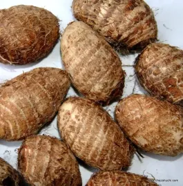 korzen-taro-taro-root-arbi-cocoyam-swieze