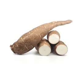 maniok-korzen-cassava-swieze