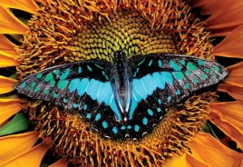 puzzle-250-ukladanka-kolorowy-motyl-zwierzeta-owady-slonecznik-interdruk