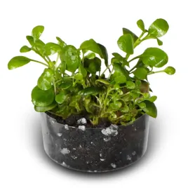sadzonki-do-akwarium-roslina-lobelia-cardinalis-mini-roslina-invitro-2-szt