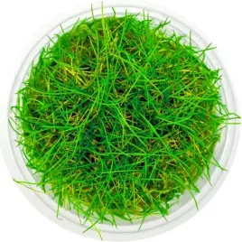 sadzonki-do-akwarium-eleocharis-acicularis-invitro-maly-kubek