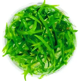 rosliny-akwariowe-piekna-sadzonka-sagittaria-subulata-invitro-mini-kubek