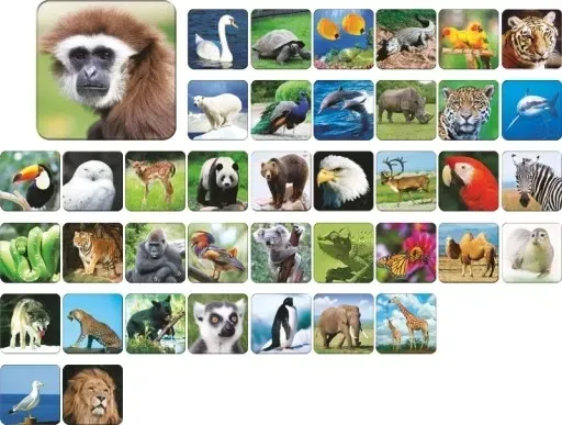 adamigo-zoo-memory-pamiec