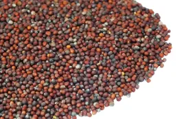 nasiona-na-kielki-brokuly-20g-od-skworcu