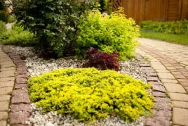 jalowiec-plozacy-golden-carpet-sadzonka-p12