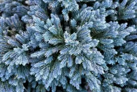 jalowiec-plozacy-blue-star-sadzonka-p12