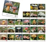 grzyby-polski-memory-stan-nowy