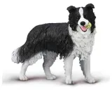 border-collie