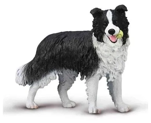 border-collie
