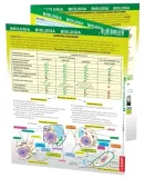 maxi-sciaga-biologia