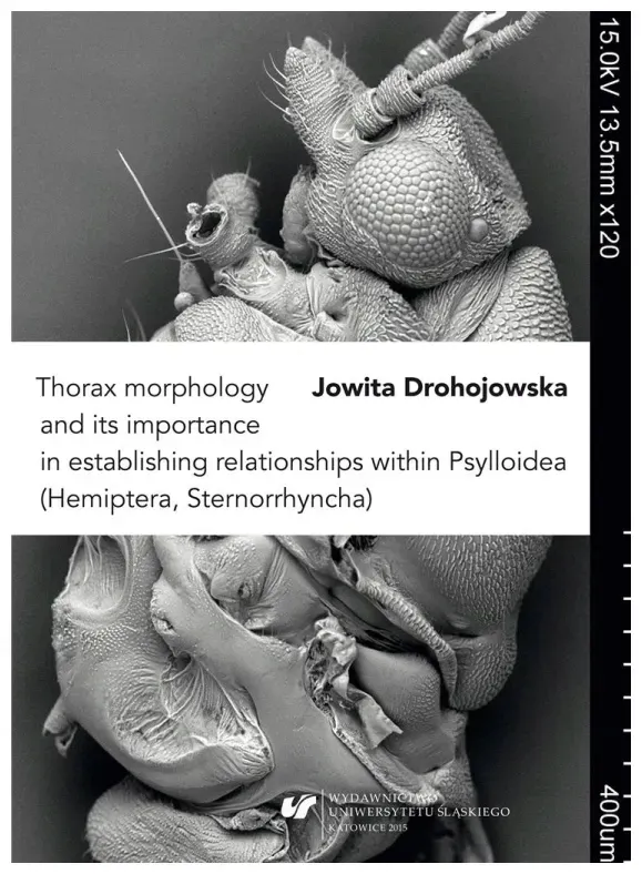thorax-morphology-and-its-importance