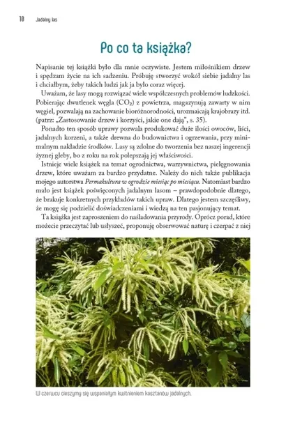 jadalny-las-damien-dekarz-stan-nowy