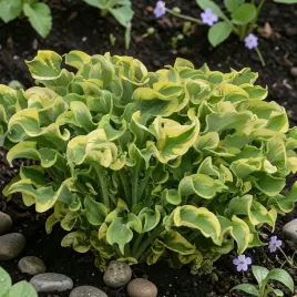 hosta-funkia-wheee-1-szt