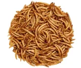 suszone-larwy-macznika-mlynarka-250g