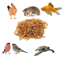 macznik-suszony-mealworm-karma-dla-gadow-ptakow-kur-ryb-750g