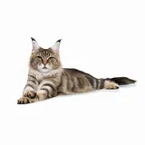 royal-canin-maine-coon-2kg-marka-inna