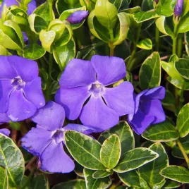 barwinek-pospolity-ralph-shugert-bialo-zielone-liscie-vinca-minor-0-5l