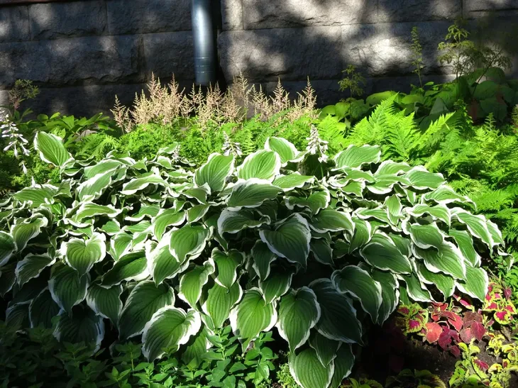 funkia-hosta-crispula-doniczka-2-0l-rodzaj-rosliny-inny