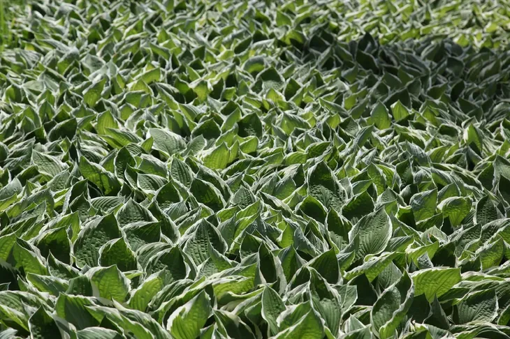 funkia-hosta-crispula-doniczka-2-0l-roslina-w-postaci-sadzonka-w-pojemniku-2-3l