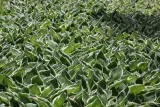 funkia-hosta-crispula-doniczka-2-0l-roslina-w-postaci-sadzonka-w-pojemniku-2-3l