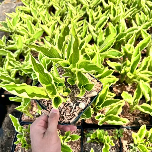 funkia-hosta-crispula-doniczka-2-0l-stan-opakowania-oryginalne