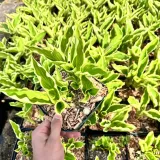 funkia-hosta-crispula-doniczka-2-0l-stan-opakowania-oryginalne