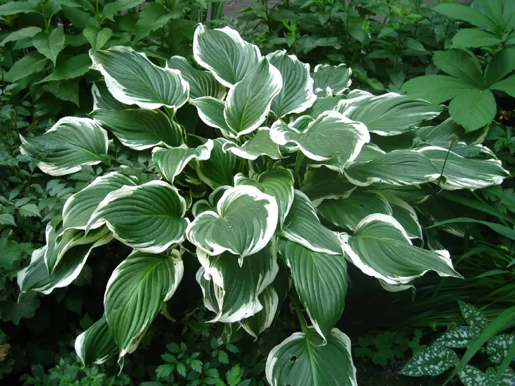funkia-hosta-crispula-doniczka-2-0l-cechy-charakterystyczne-przyjazne-dla-zwierzat-proste-w-pielegnacji-lubiace-cien