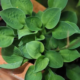 funkia-hosta-baby-bunting-wiele-sadzonek-miniaturka-doniczka-2-0l